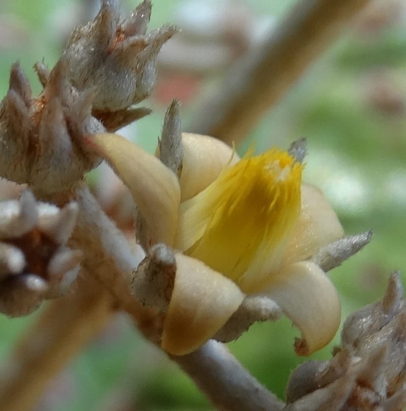 Argophyllum, Lowry, P 7423--New Caledonia. PinPin. 20 Nov 2015. DSC03938 (74).JPG