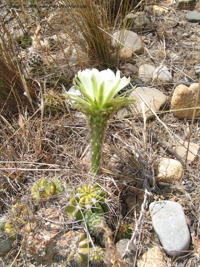 Echinopsis bridgesii--Bolivia. La Paz. Send. Aguila. 4 Dec 04. 135.jpg
