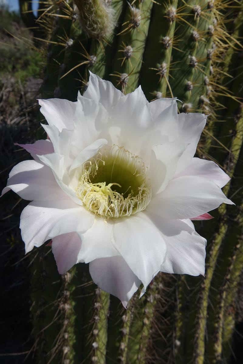 Trichocereus terscheckii--Argentina. Hwy 150, S of Ischigualasto. 7 Feb 2018. DSC09263 (21).JPG