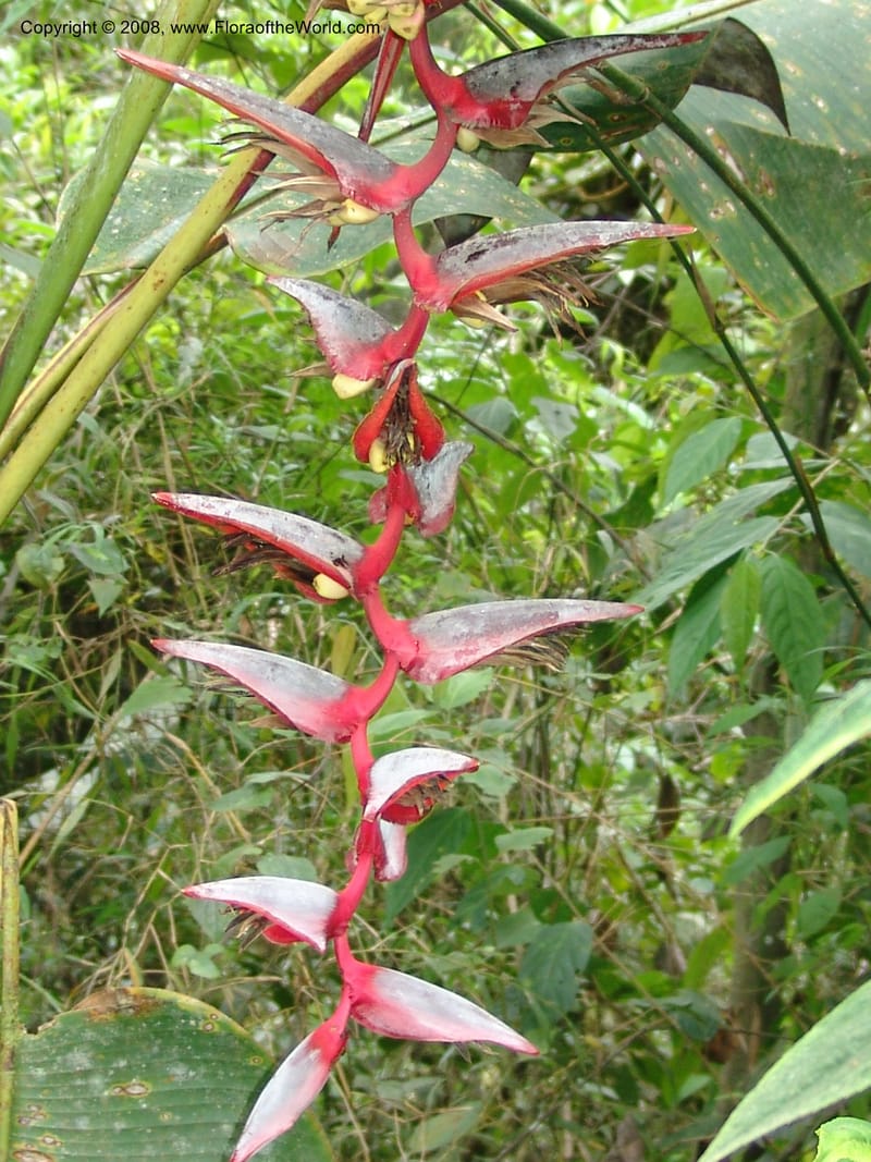 Heliconia griggsiana, Croat94560--Ecuador. Prov. Pichincha. Tandayapa-Nono. 13 Feb 05. 146.jpg