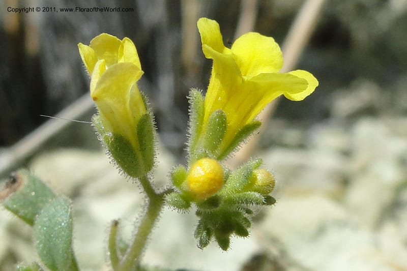 Phacelia lutea var. lutea, C. Davidson 11856--Oregon. Malheur Co. Leslie Gulch. 30 June 2011. 284 (7).jpg