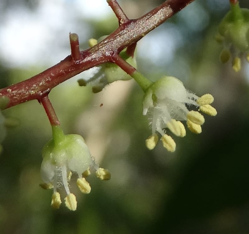 Cupaniopsis inoploea, Munzinger, J 7406--New Caledonia. Haute Robinson. 11 Nov. 2015. DSC00909 (519).JPG