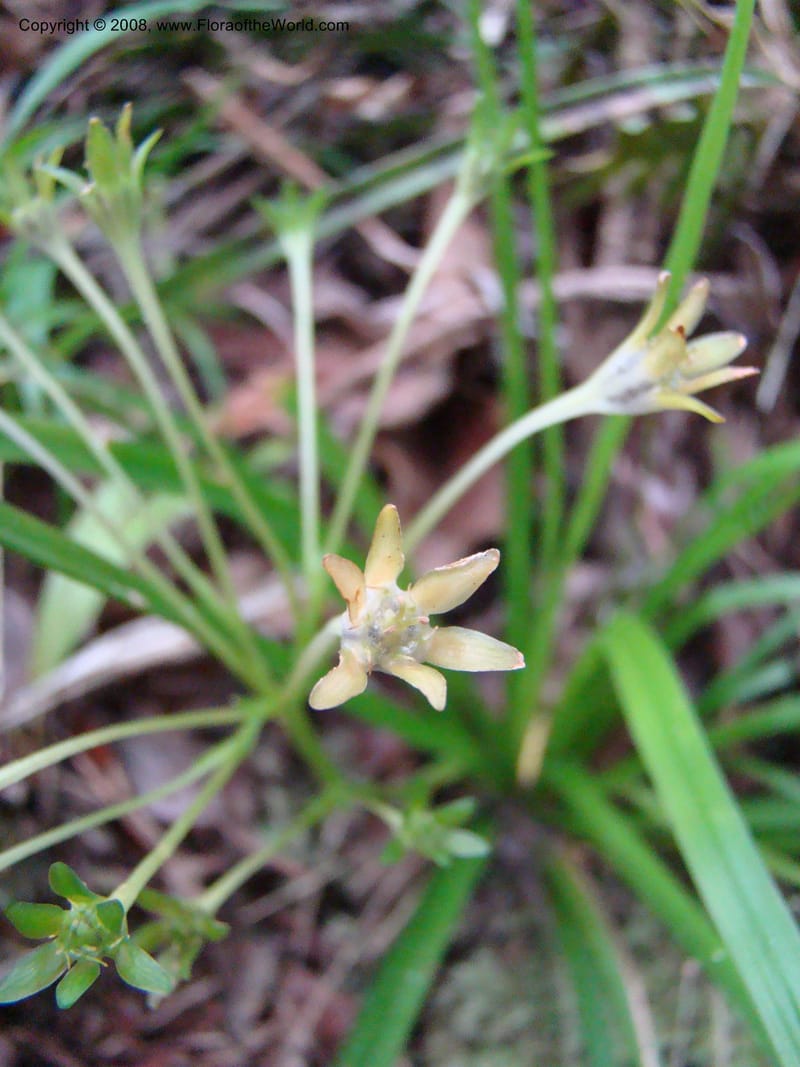 Campynemanthe, JMunzinger4843--New Caledonia. Plateau de Dogny. 19 Nov 07. 153.jpg
