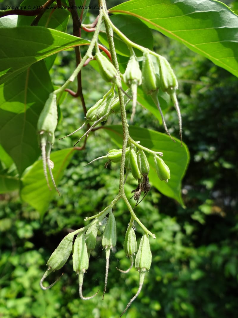 Pterostyrax corymbosus, Li Pan 1205274--China. Zhejiang Prov. Shunxi Village. 28 May 2012. DSC00347 (184).JPG