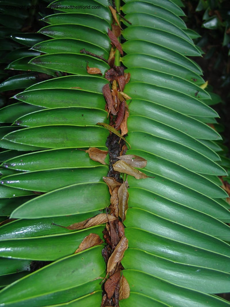 Encephalartos natalensis--So.Africa. Lowveld Nat. Bot. Gard. 14 Mch 05. 023.jpg