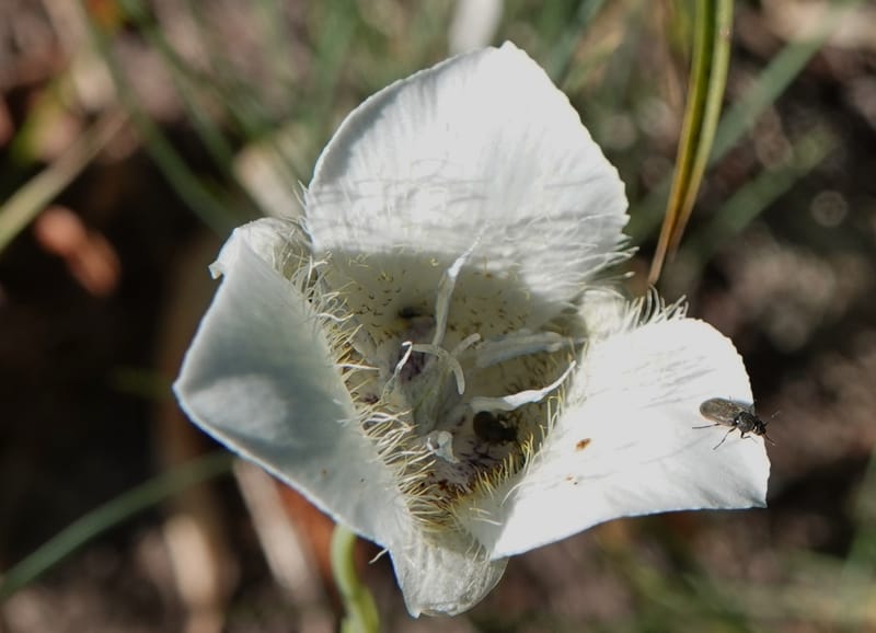 Calochortus apiculatus, C. Davidson 13820--ID. Benewah Co. Reed's Gulch Rd. FR 550. 8 Jul 2018. DSC05956 (283).JPG