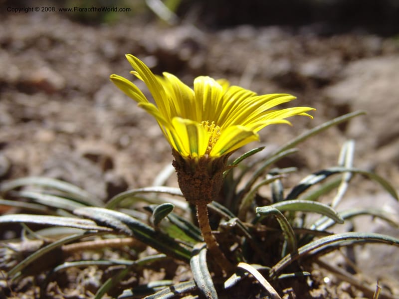 Gazania krebsiana--So.Africa. E. Cape. Joubert's Pass, SE of Lady Gray. 9 Mch 05. 084.jpg