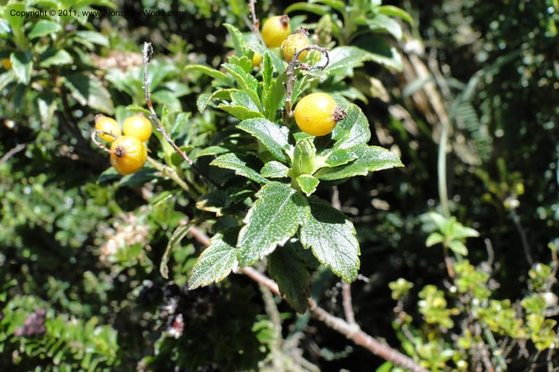 Ribes ecuadorense, Ulloa 2103--Ecuador. P. N. Sangay. 6 June 2011. 231 (13).jpg