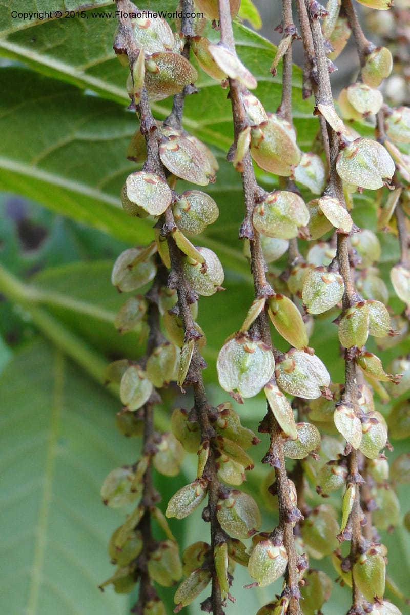 Rhoiptelea chiliantha, Regalado 1809--Viet Nam. Trail to Siu Chai Commune. 5 May 2011. 306 (18).jpg