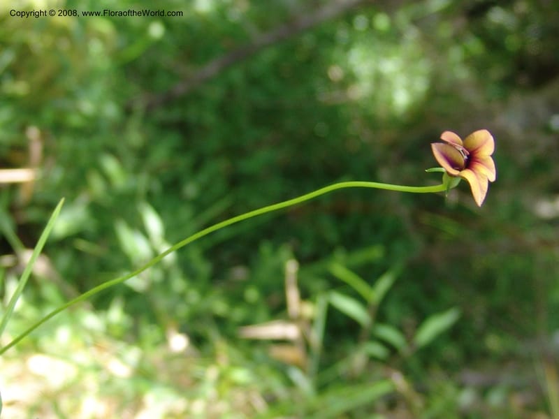 Monopsis scabra--So.Africa. E. Cape. Umtamvuna Nat. Res. 11 Mch 05. 239.jpg
