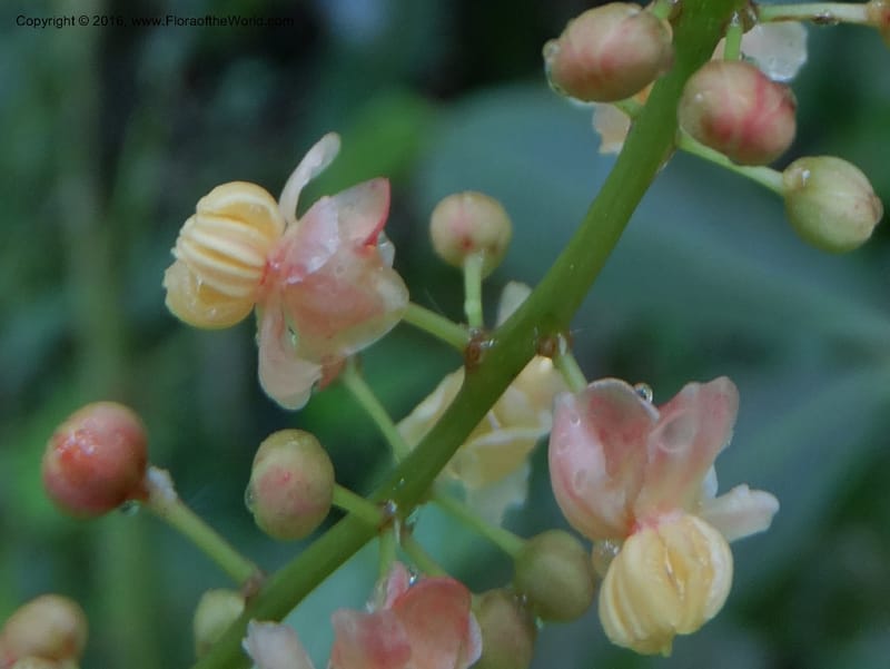 Lepisanthes fruticosa, Buerki, S 361--Sabah. Ulu Senagang. 9 Oct 2014. DSC03434 (31).JPG