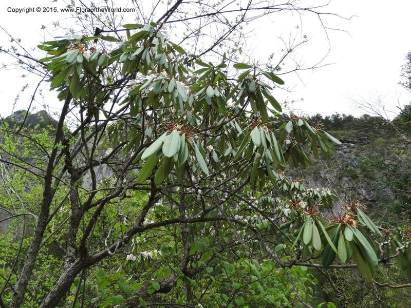 Rhododendron, Boufford, D 43641--China. Sichuan. XiaYingShan to XiangZhai. 10 May 2014. DSC05109 (250).JPG