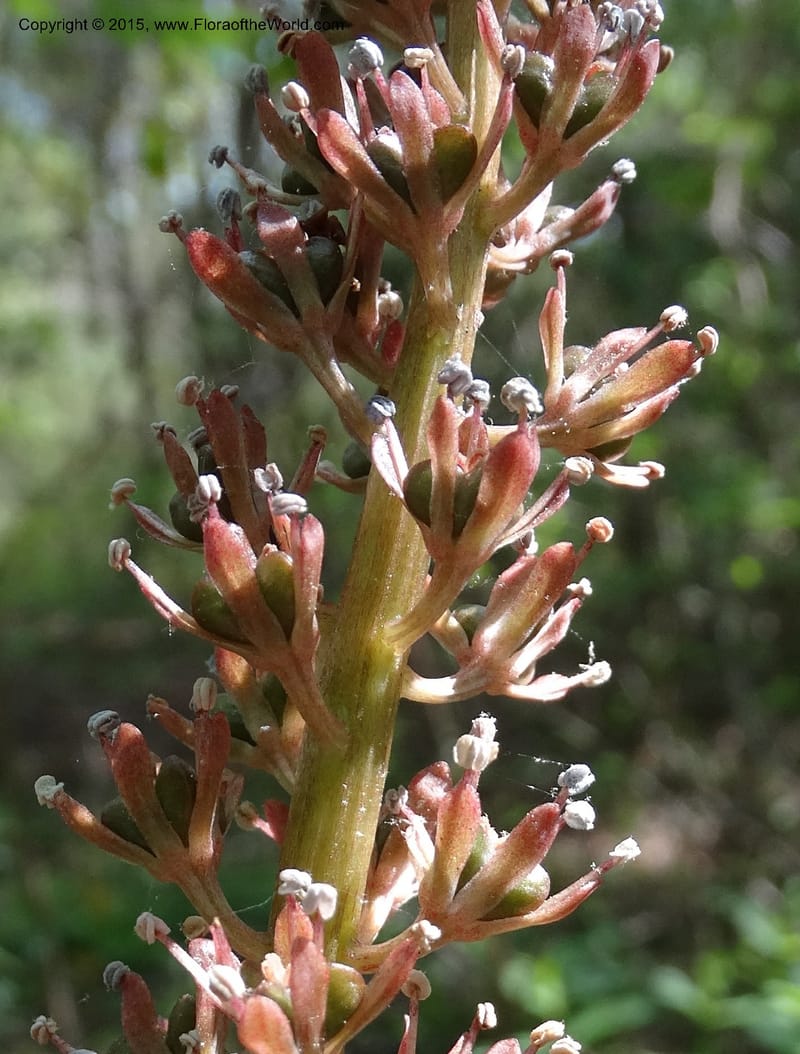 Helonias bullata, Not collected--North Carolina. Trans. Co. W Cradle of For. 11 May 2015. DSC03837 (88).JPG