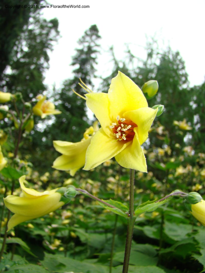 Kirengeshoma koreana--Canada. BC. Univ. BC Bot. Garden. 27 Jul 08. 111.jpg