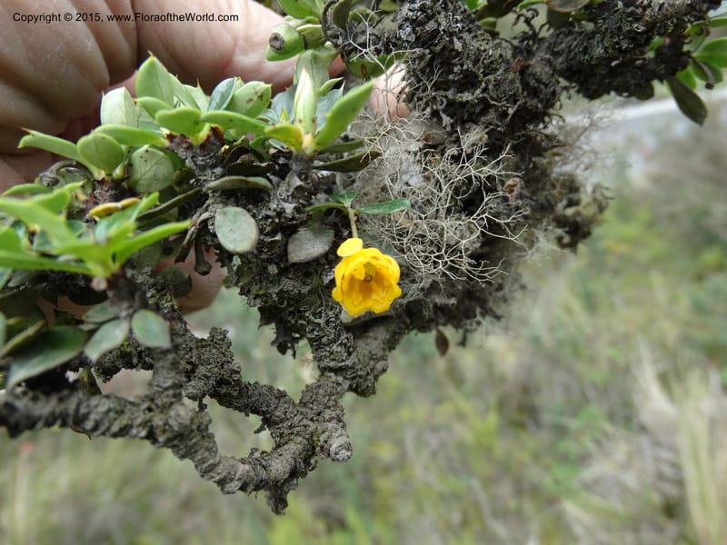 Berberis lutea, Ulloa, C 2493--Ecuador. Cotopaxi. 23 Apr 2015. DSC02466 (312).JPG