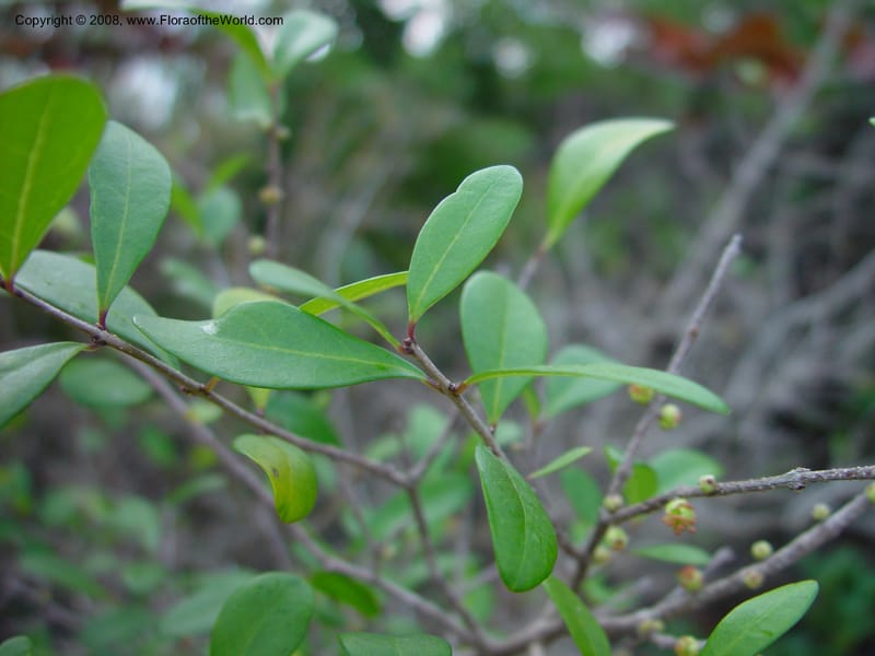 Forestiera segregata--FL. St. Lucie Co. N of Ft. Pierce. 17 Jan 03. 021.jpg