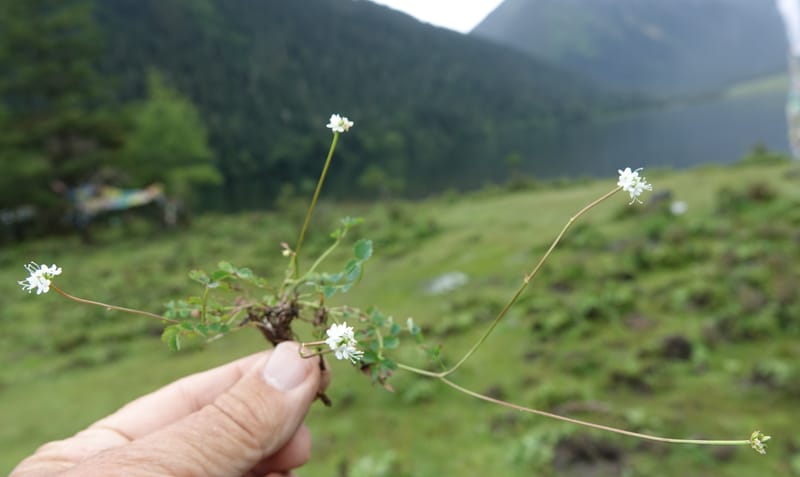 Sanguisorba filiformis, D. Boufford 44079--China. Sichuan. Wuxu Haizi. Glacial lake. 18 Aug 2017. DSC07392 (44).JPG
