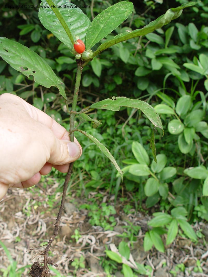 Psychotria--Cameroon. Mt. Cameroon. 6 Dec 03. 150.jpg