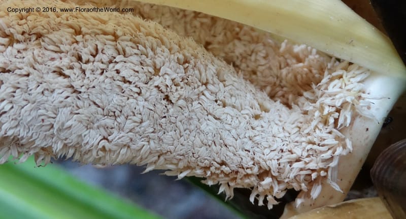 Pandanus borneensis, Callmander, M 1185--Sabah. G. Silam. 1 Oct 2014. DSC00937 (157).JPG