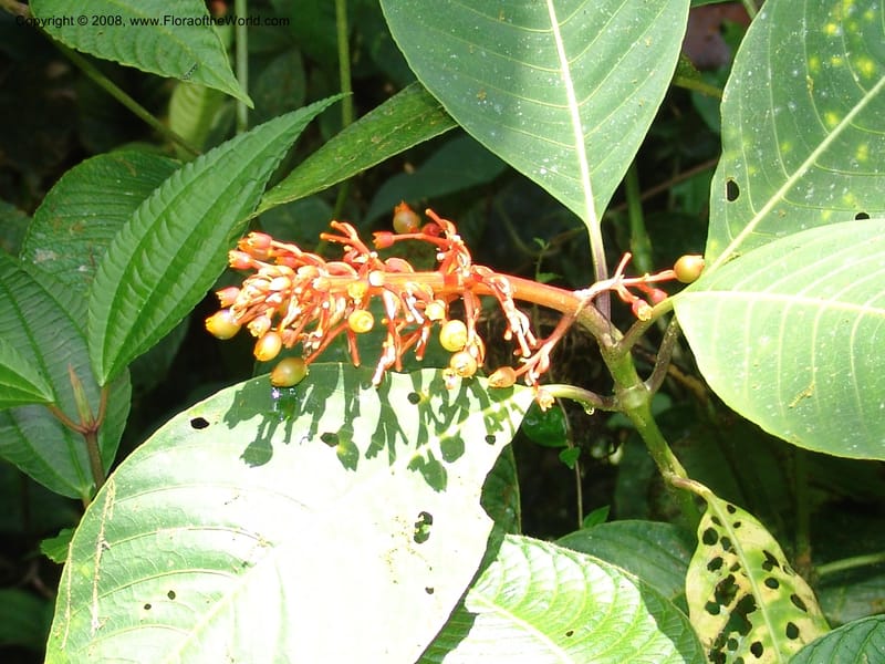Palicourea hospitalis, Croat94785--Ecuador. Prov. Carchi. El Chical, twd El Carmen. 17 Feb 05. 104.jpg