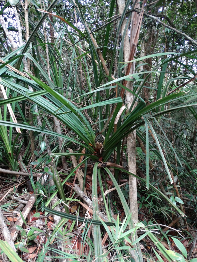 Pandanus occultus, Callmander, C 1183--Sabah. G. Silam. 1 Oct 2014. DSC00937 (230).JPG