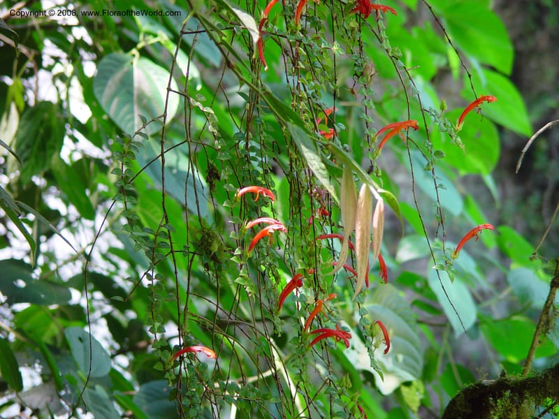 Columnea microphylla--Costa Rica. At La Paz Waterfall. 1 Mch 02. 001.jpg
