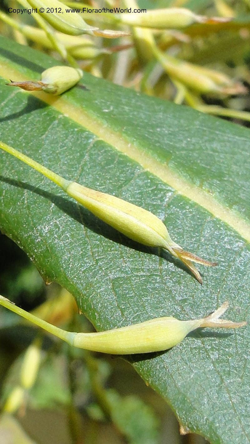 Bocconia vulcanica, H. Gomez Dominguez 2802--MX. Chiapas. Lagos Montebello. Lago Pojoj. 21 Sept 2010. 331 (28).jpg