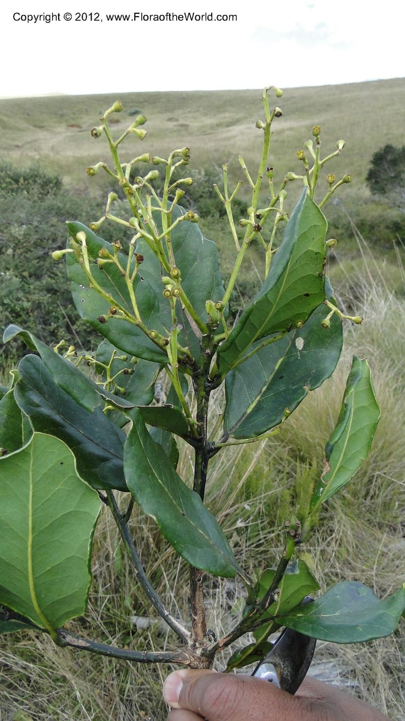 Ocotea, D. Ravelonarivo 3390--Madagascar. E of Ambositra toward Antoetra. 2 May 2010 325 (1).jpg