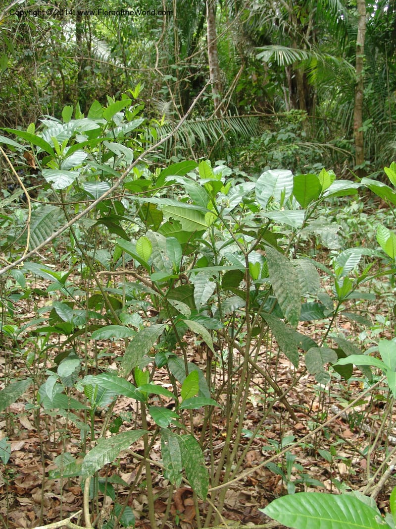 Tabernaemontana siphilitica, Farfan 698--Peru. Edo. Madre de Dios. ACEER Res. Ctr. Pan de Arbol Trail. 19 Oct 05. 147 (8).jpg