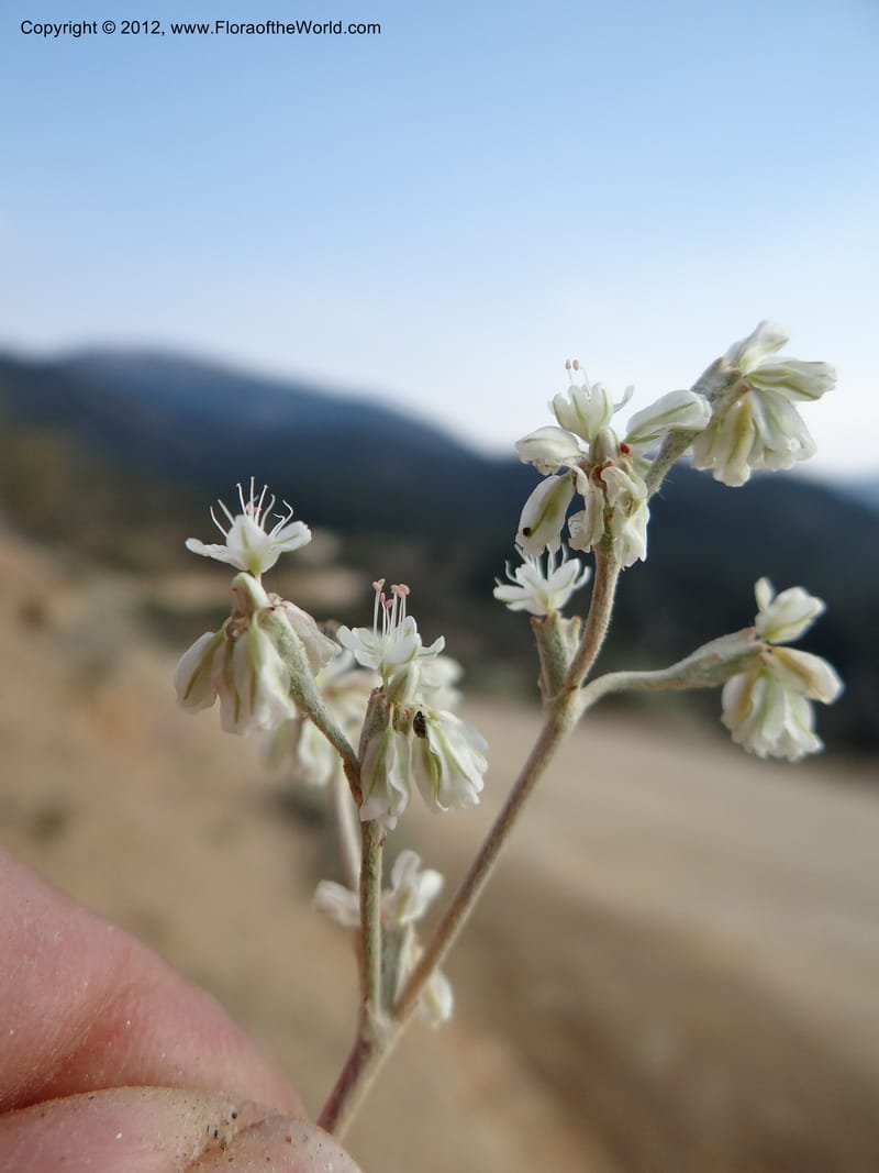 Eriogonum strictum var. proliferum, Davidson, C 12096--ID. Owyhee Co. Silver City. 20 Aug 2012. DSC04305 (77).JPG