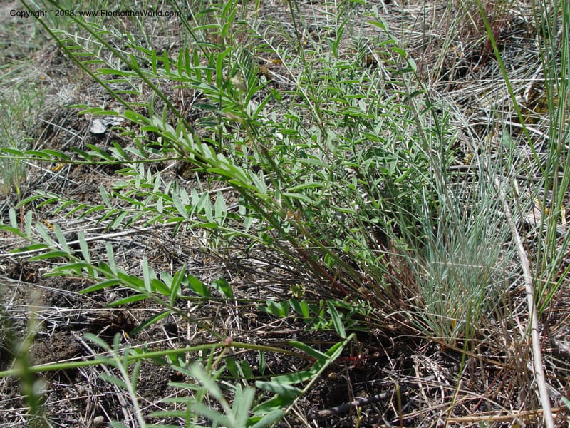 Astragalus canadensis--ID. Idaho Co. Salmon R. Polly Bemis Ranch. 9 May 04. 164.jpg