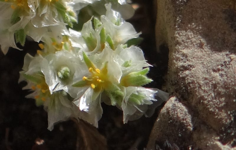 Paronychia kurdica--Iraq. Kurdistan. Shakh-i-Pira Magrun. 24 May 2013. DSC05074 (136).JPG