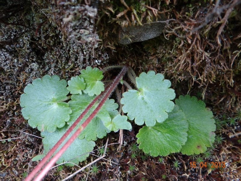 Saxifraga mertensiana, Davidson, C 12120--USA, CA, Trinity Co.  15 Apr 2013  9959 (8).JPG