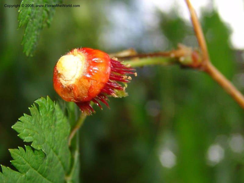 Rubus spectabilis--WA. Grays Harbor Co. Quinault Rain For, Lake Quinault. 15 Jun 06 207.jpg
