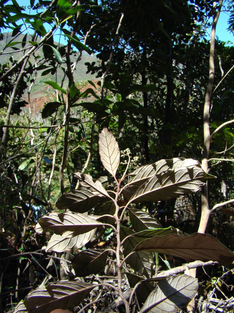 Argophyllum, JMunzinger4653--N.Caled. Dumbea Dam in Dumbea Riv, S of Noumea. 11 Nov 07. 071.jpg