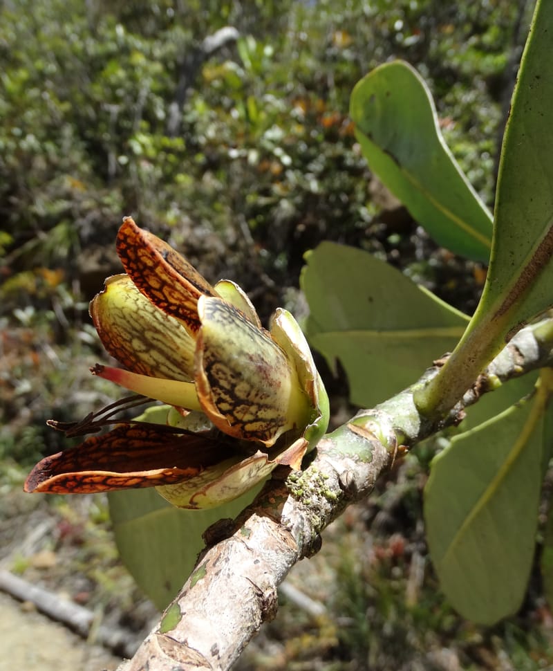 Strasburgeria robusta, Lowry, P 7371--New Caledonia. Mont Dzumac. 12 Nov 2015. DSC01563 (160).JPG