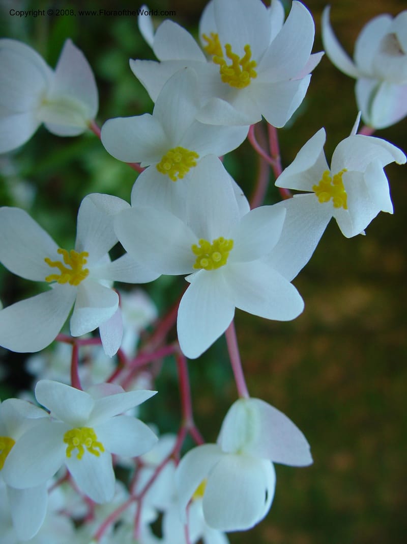 Begonia odorata (no. access. no.--FL. Fairchild Tropical Garden. 15 Jan 03. 150.jpg