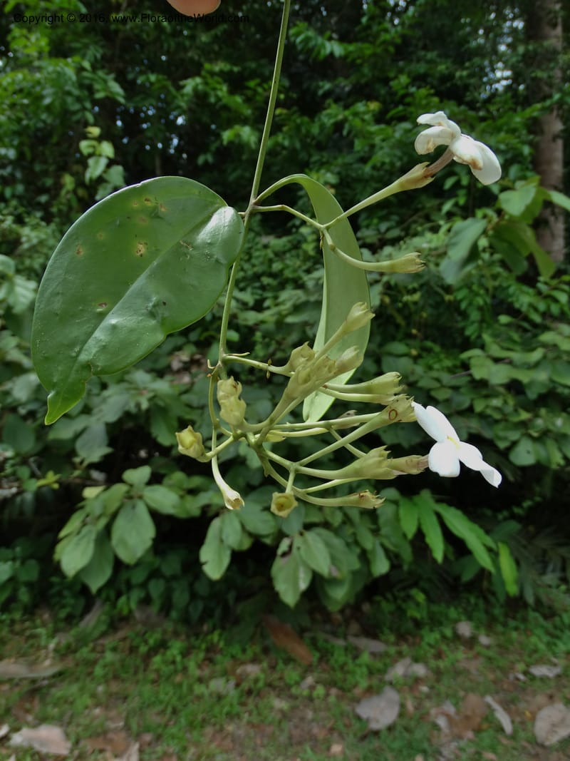 Jasminum, Davidson, C 12689--Sabah. Danum Valley RF Lodge. 5 Oct 2014. DSC02220 (283).JPG