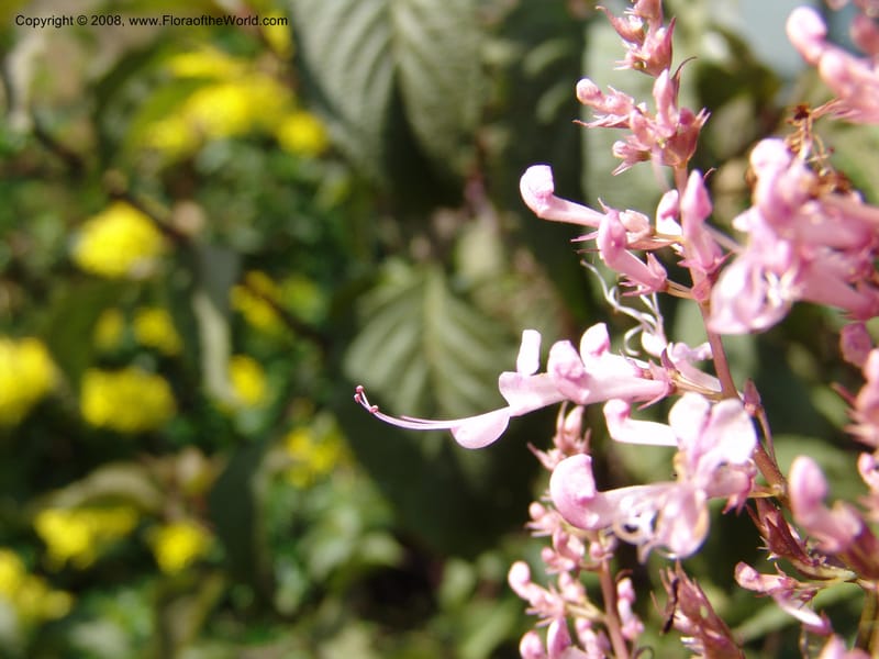 Plectranthus--Kenya. Brooks Bond Tea Estate, Kericho. 10 Jul 04. 134.jpg