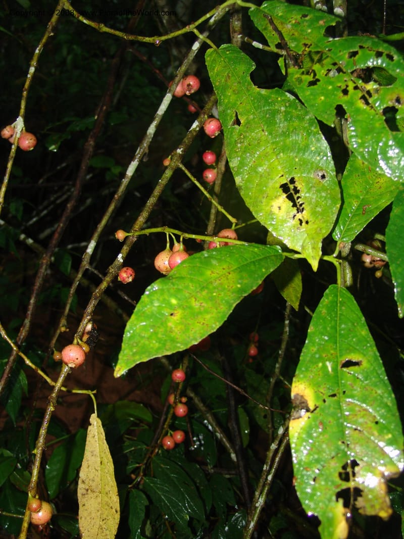 Siparuna subinodora, AAraujoM1193--Bolivia. Pq. Nac. Madidi. Rio Tuichi, Rudidi Cr. 28 Nov 04. 252.jpg