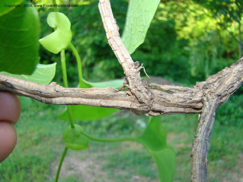 Aristolochia, WDStevens27310--Nicaragua. N.Segov. S of Ocotal, on Pan Am Hwy. 18 Jun 08. 028.jpg