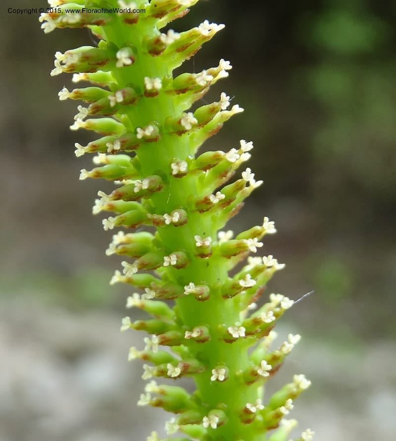 Salix, Boufford, D 43739--China. Sichuan. XinZhaZi Gou. 14 May 2014. DSC06426 (46).JPG