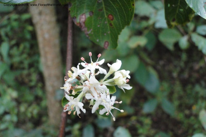 Calycophyllum multiflorum, W. D. Stevens 31189--Paraguay. Edo. Concepcion. Garay Cue. 19 Mar 2011. 282 (18).jpg