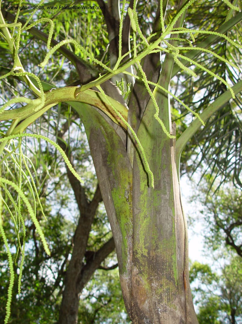 Dypsis madagascariensis--FL. Fairchild Tropical Gard. 6 Apr 03. 047.jpg