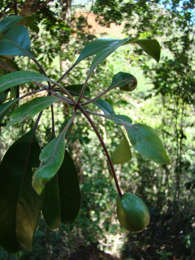 Pittosporum gracile, CGemmill601--N.Caled. Dumbea Dam, Dumbea Riv. 11 Nov 07. 156.jpg