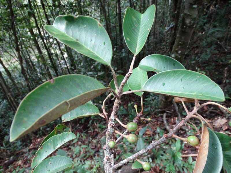 Palaquium, Davidson, C 12740--Sabah. Mt. Kinabalu. Bundu Tuhan Trail. 11 Oct 2014. DSC04153 (141).JPG
