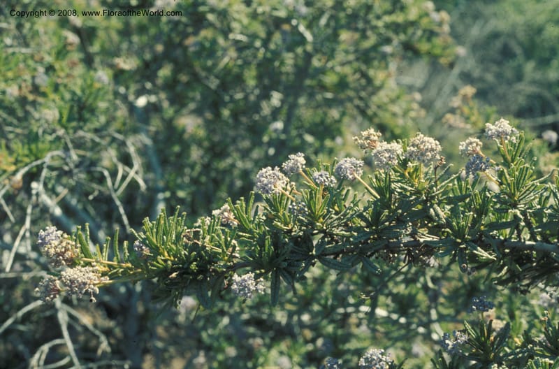 Ceanothus papillosus ssp roweanus, CDavidson5598--CA. Riverside Co. Pleasant's Pk., Sta Ana Mts. 18 May 77. 002.jpg