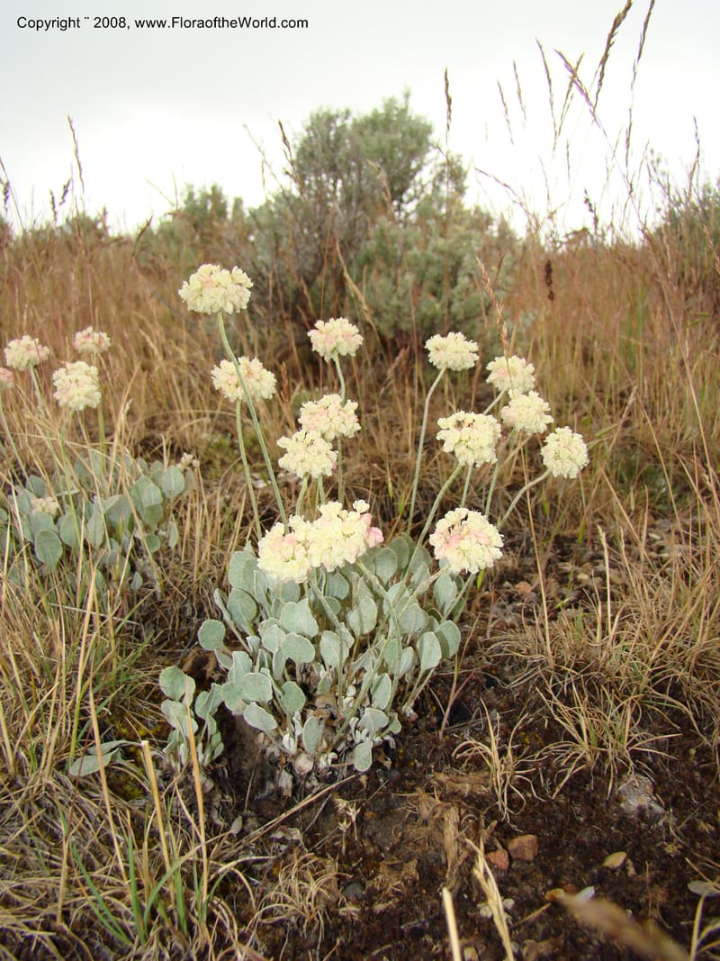 OR. Malheur Co. Leslie Gulch. 1 Jun 08. 043.jpg