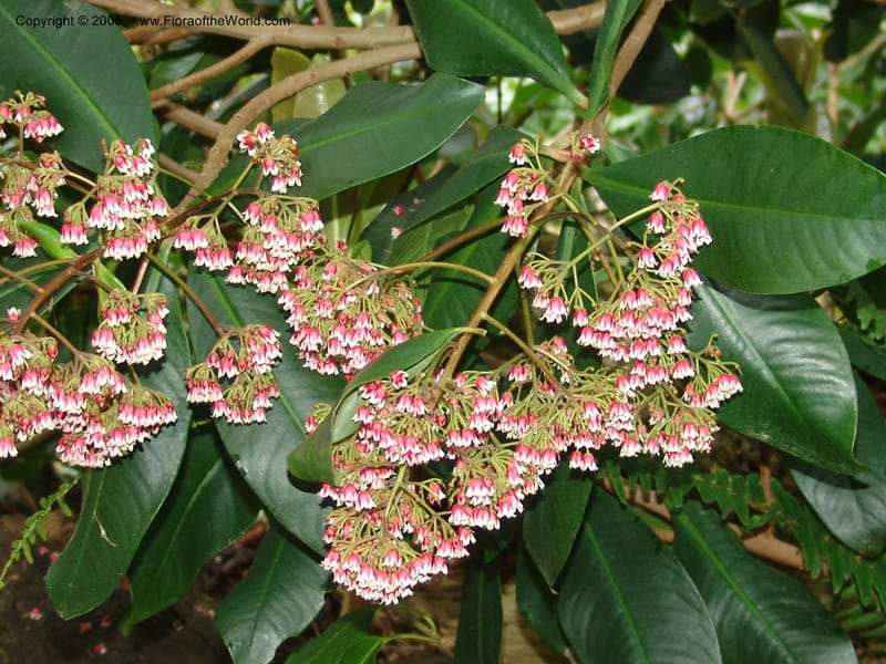 Parathesis--CA. San Francisco Botanical Garden (Strybing Arb.). 30 Mch 06. 169.jpg