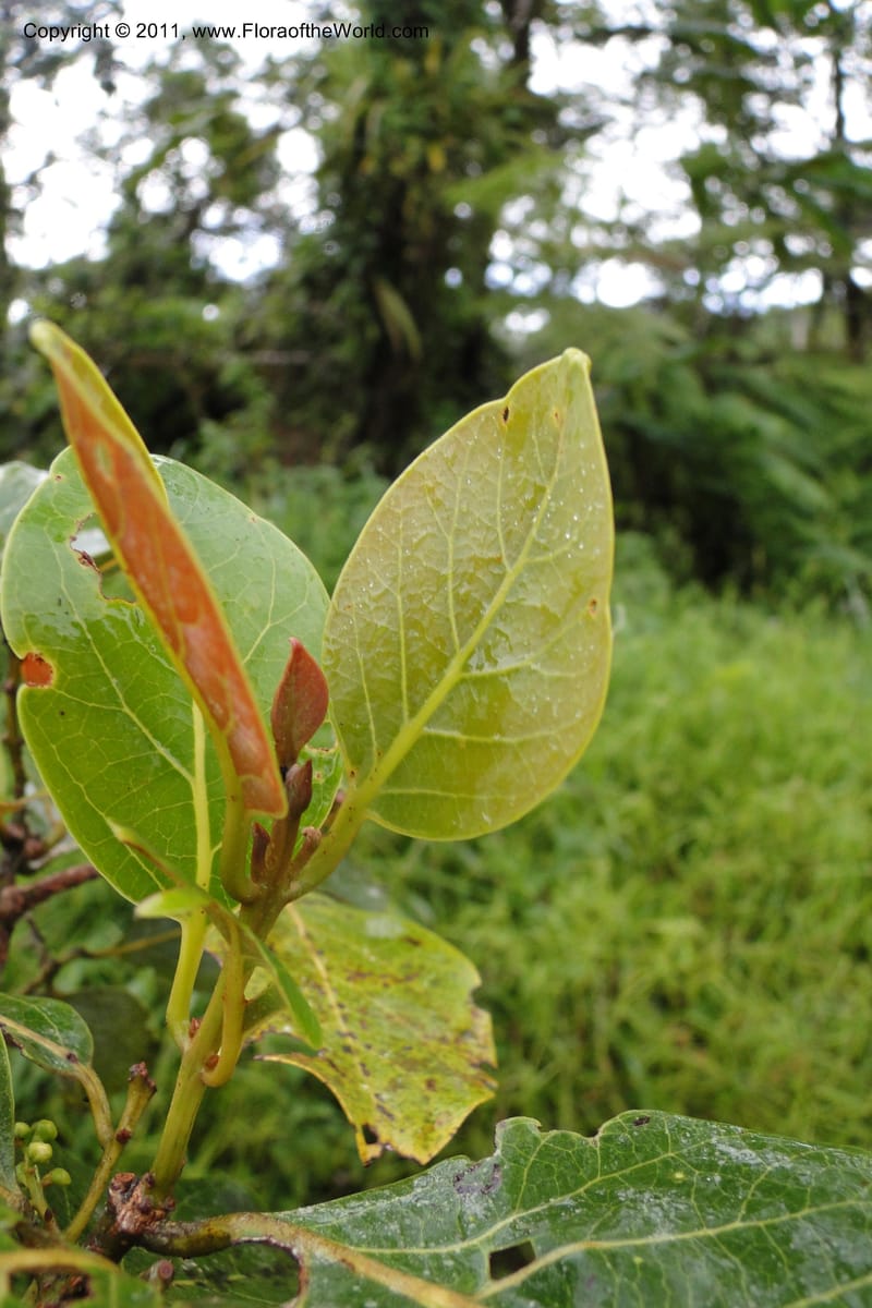 Endiandra, J. Munzinger 6507--Fiji. Area of Monasavu Dam I. 9 Feb 2011. 402 (32).jpg